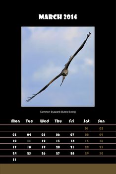 Colorful english calendar for march 2014 in black background, common buzzard (buteo buteo) picture