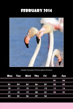Colorful english calendar for february 2014 in black background, greater flamingos (phoenicopterus roseus) picture