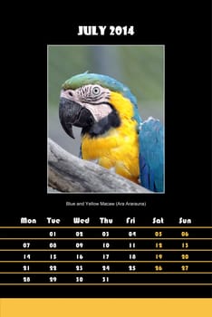 Colorful english bird calendar for july 2014 in black background, blue and yellow macaw (ara ararauna) picture