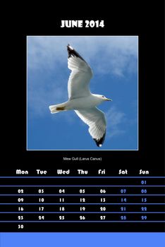 Colorful english calendar for june 2014 in black background, mew gull (larus canus) picture