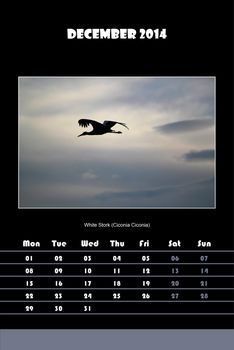 Colorful english calendar for december 2014 in black background, white stork (ciconia ciconia) picture