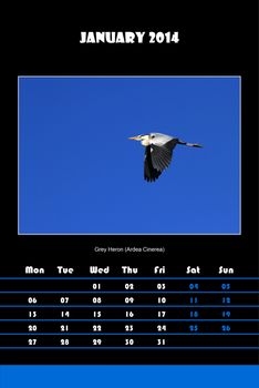 Colorful english calendar for january 2014 in black background, grey heron (ardea cinerea) picture