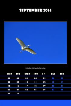Colorful english bird calendar for september 2014 in black background, little egret (egretta garzetta) picture