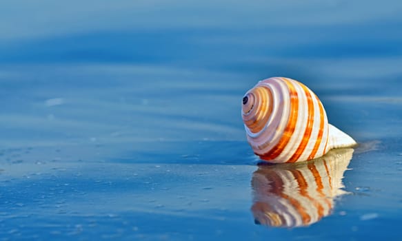 Shell on a beach with reflection in summer time