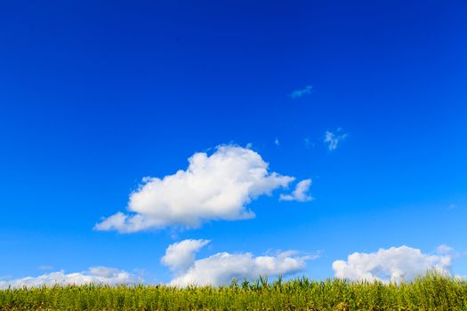 green field and blue sky