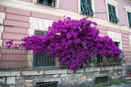 a bougainvillea always revives an environment