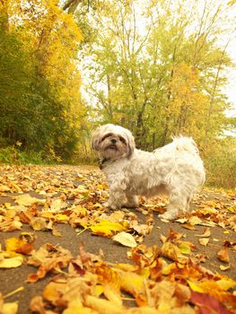 dog looking back at owner in anticipation for walk in a park