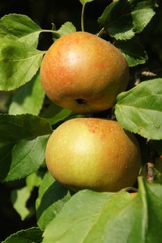 two apples on the branch of an apple tree
