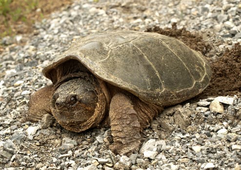 common snapping turtle, chelydra s. serpentina, laying its eggs
