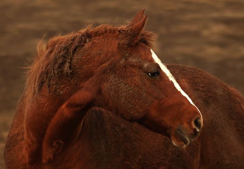 profile of a rust colored horse after rolling in the dirt