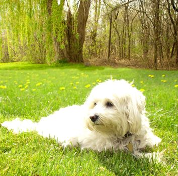 dog relaxing on grass
