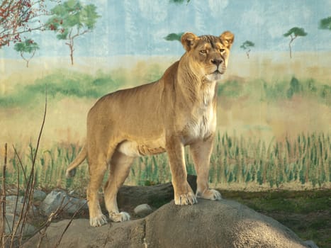 female lioness, panthera leo, in captivity, standing on a rock