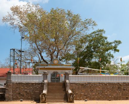 Sacred Sri Maha Bodhi tree on the top platform in Anuradhapura, Sri Lanka