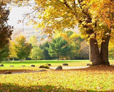 country park in autumn on a beautifful day