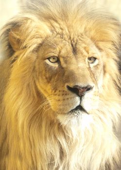 male african lion portrait