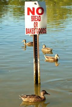 sign warning people not to feed the wildlife