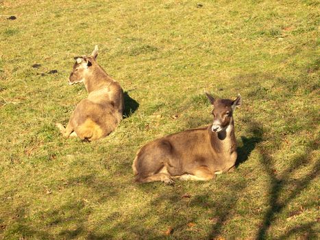 thorold's white lipped deer, native to tibet, resting in a meadow