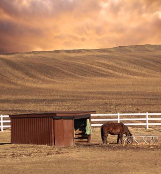 horse eating his food scene