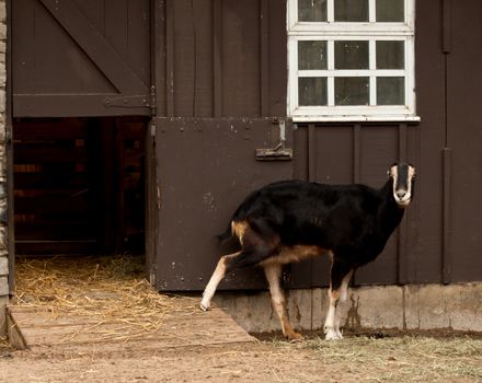 lamancha goat outside his barn