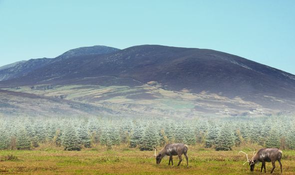 reindeer grazing under mountain on a foggy morning