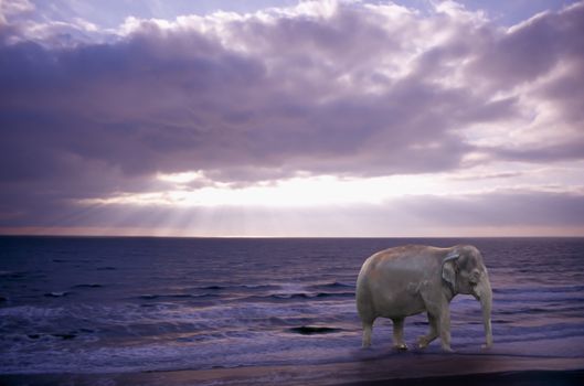 elephant walking along the shore at dusk depiction