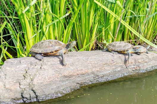 Red-eared Turtles on the rocks of the North Lake, Central Park, New York