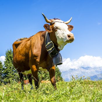 Cow, farm animal in the french alps, Abondance race cow, savy, beaufort sur Doron