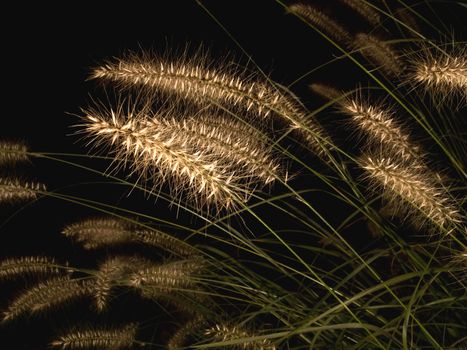 fountain grass, pennisetum alopeduroides, at night