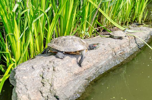 Red-eared Turtles on the rocks of the North Lake, Central Park, New York
