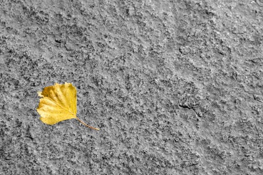 yellow leaf on a stone in autumn  season