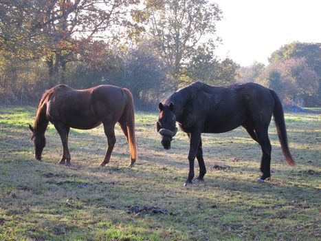 Two horses