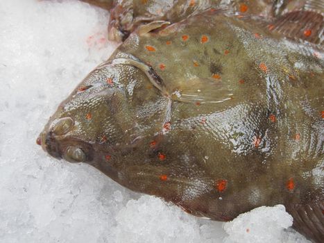 flounder
