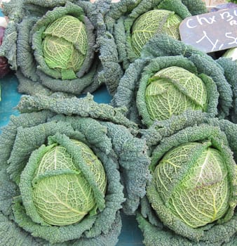 Green cabbage