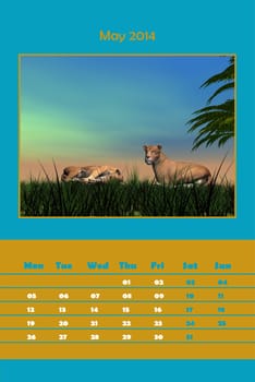 Colorful english calendar for may 2014 - lionness resting scene, 3D render
