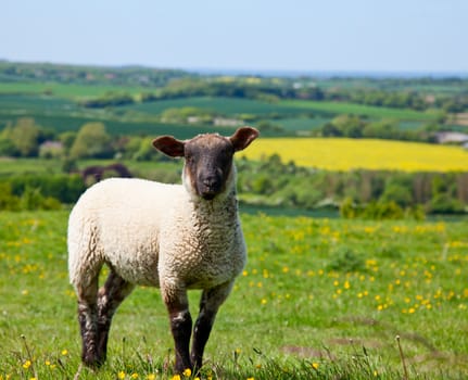 Sheep at a pasture in England