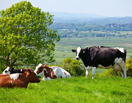 Holstein cows grazing at pasture in England