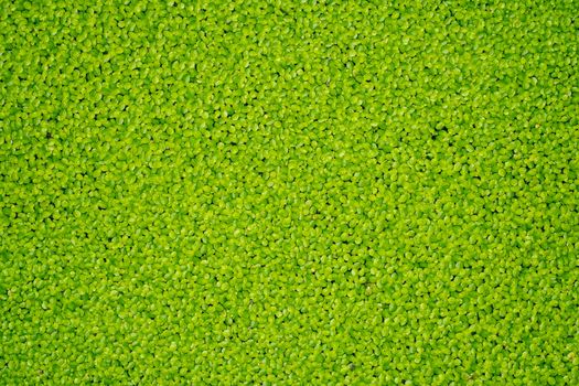 green algae occur in naturally