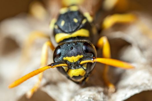 A young Paper Wasp queen shown at 3 times actual life size