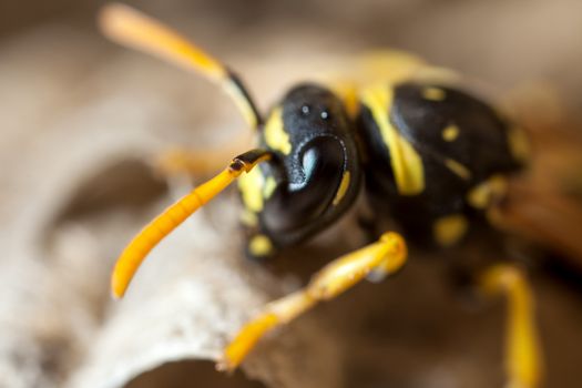 A young Paper Wasp queen tending to her nest