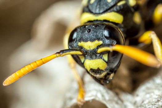 A young Paper Wasp queen at 4 times macro