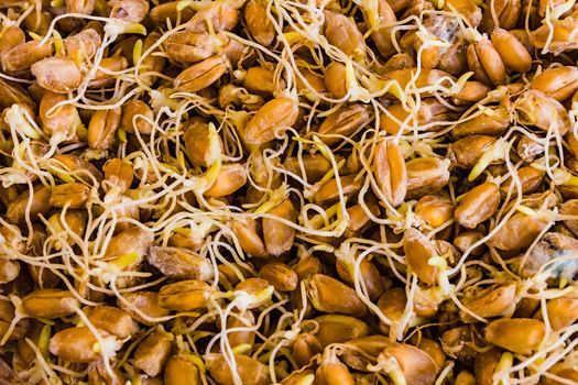 the grain sprouted wheat closeup, healthy food