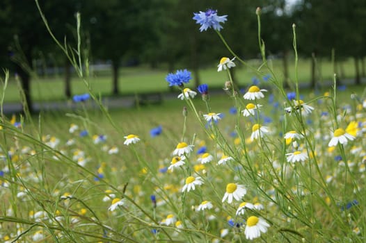 An image of a flower Meadow in a country park.