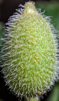 The squirting cucumber or exploding cucumber, is a plant in the cucumber family. It gets it's unusual name from the fact that, when ripe, it squirts a stream of mucilaginous liquid containing its seeds, which can be seen with the naked eye. 