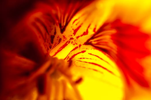 A super macro image showing detail of petals on a flower