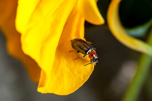 The cereal leaf beetle (Oulema melanopus or Lema melanopa) is a coleopter, belonging to the family of Chrysomelidae, and an agricultural pest.