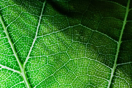 A super macro image showing detail on a plant leaf