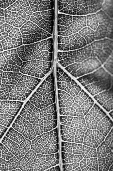 A super macro image showing detail on a plant leaf