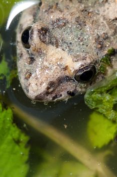 The Mediterranean Painted Frog, Discoglossus pictus, is a species of frog in the Discoglossidae family.