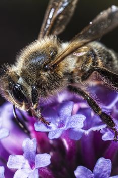 The Maltese honey bee, Apis mellifera ruttneri, is a sub-species of the Western honey bee. It originates from Malta where it is native. 