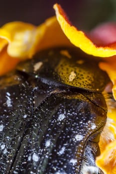 Extreme macro showing detail of the White Spotted Barbary Bug or Oxythyrea Funesta.